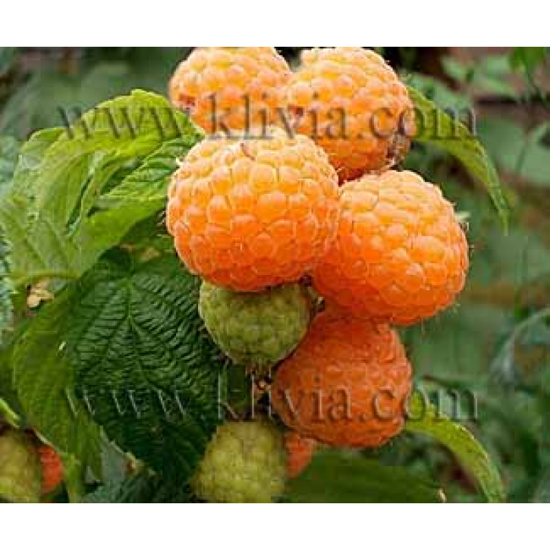 Alpen Gold malina stálorodiaca beztŕnna odolná žltá C2L